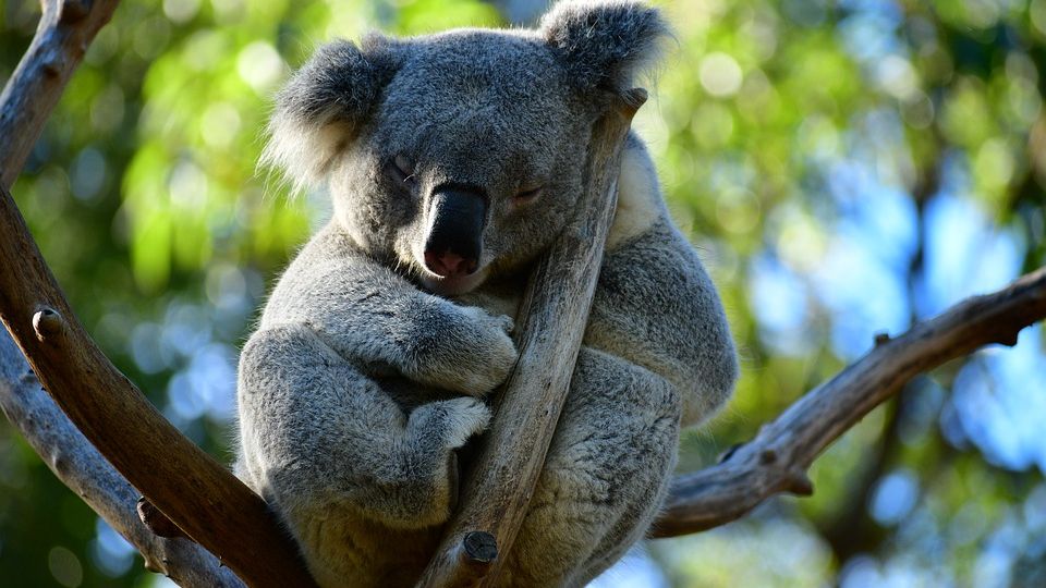 Vyhynutí koalů mají zabránit drony